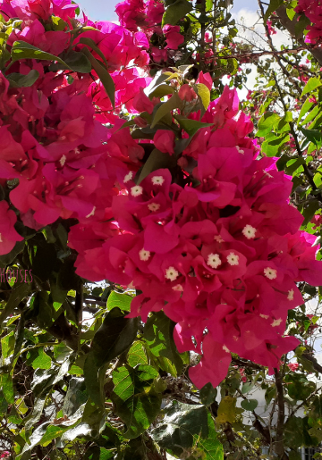 Chattel Houses - Jumpstart Your Tropical Garden By Planting These Colourful Blooming Shrubs - Featured