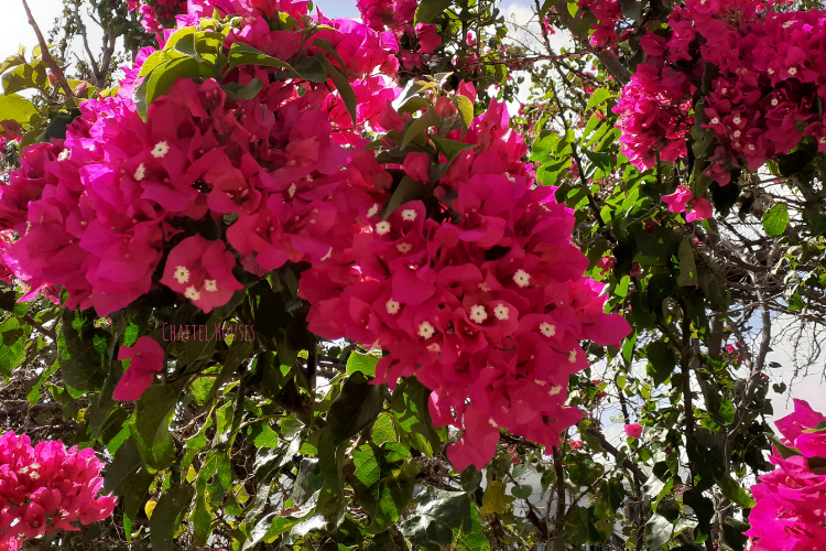 Chattel Houses - Jumpstart Your Tropical Garden By Planting These Colourful Blooming Shrubs - Featured